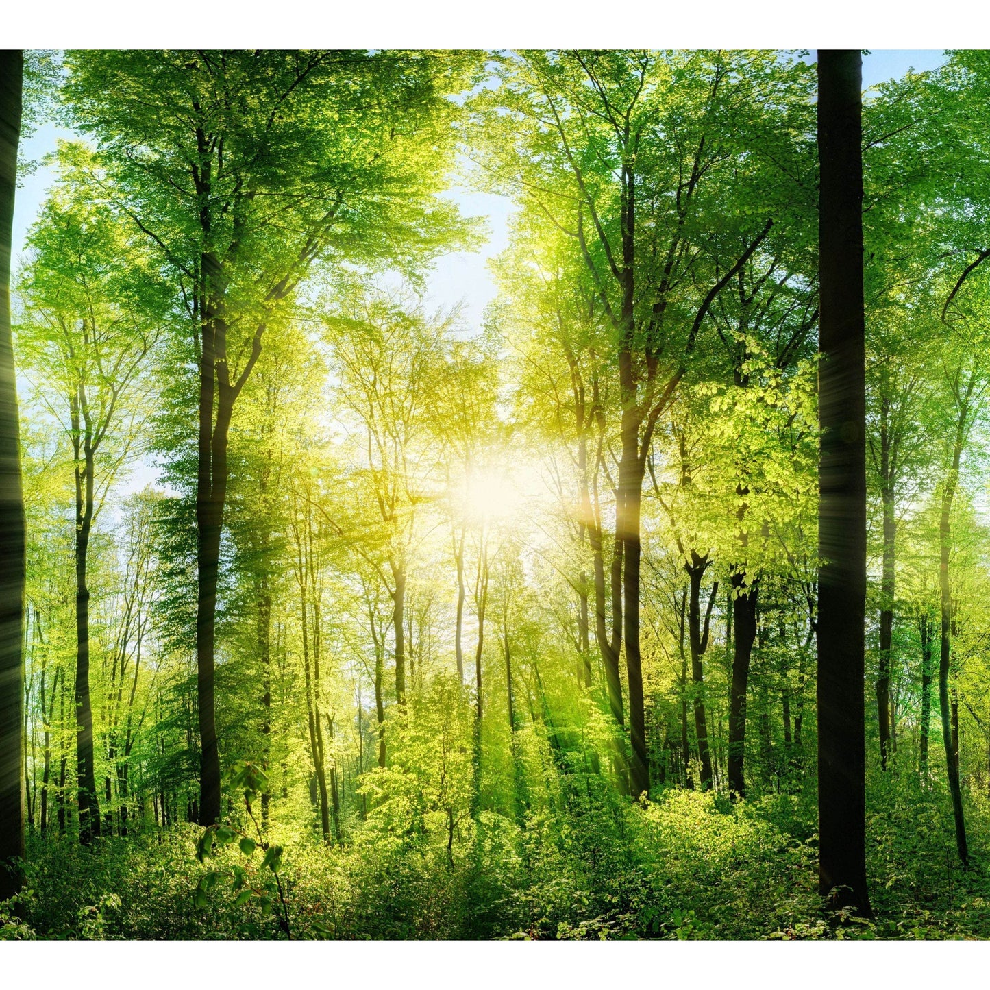 Extra Large Panorama of Green Forest №48 Ready to Hang Canvas Print - Zellart Canvas Prints ALL_Products, s-48