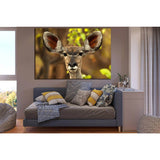 Portrait Africa Antelope №SL1542 Ready to Hang Canvas Print