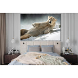 Beautiful Polar Bear Lies On The Snow №SL1540 Ready to Hang Canvas Print