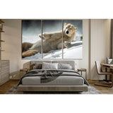 Beautiful Polar Bear Lies On The Snow №SL1540 Ready to Hang Canvas Print