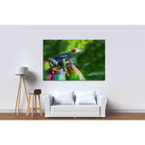 A colorful Red-Eyed Tree Frog in its tropical setting №1840 Ready to Hang Canvas Print