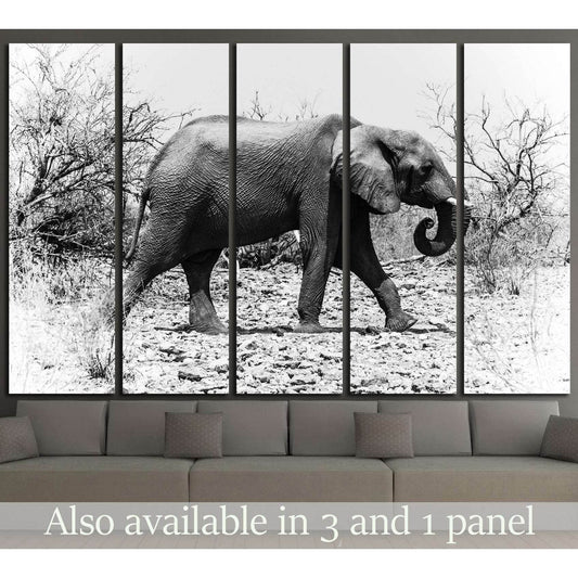 African elephant walks in the bush (Chobe National Park, Botswana) №1846 Ready to Hang Canvas Print - Zellart Canvas Prints ALL_Products, Elephant, s-1846