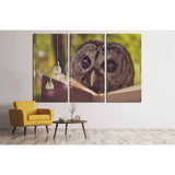 An owl animal with glasses is reading a book in the woods №1849 Ready to Hang Canvas Print