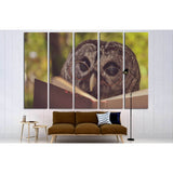 An owl animal with glasses is reading a book in the woods №1849 Ready to Hang Canvas Print