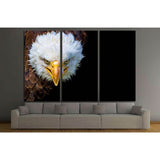Angry north american bald eagle on black background №1863 Ready to Hang Canvas Print