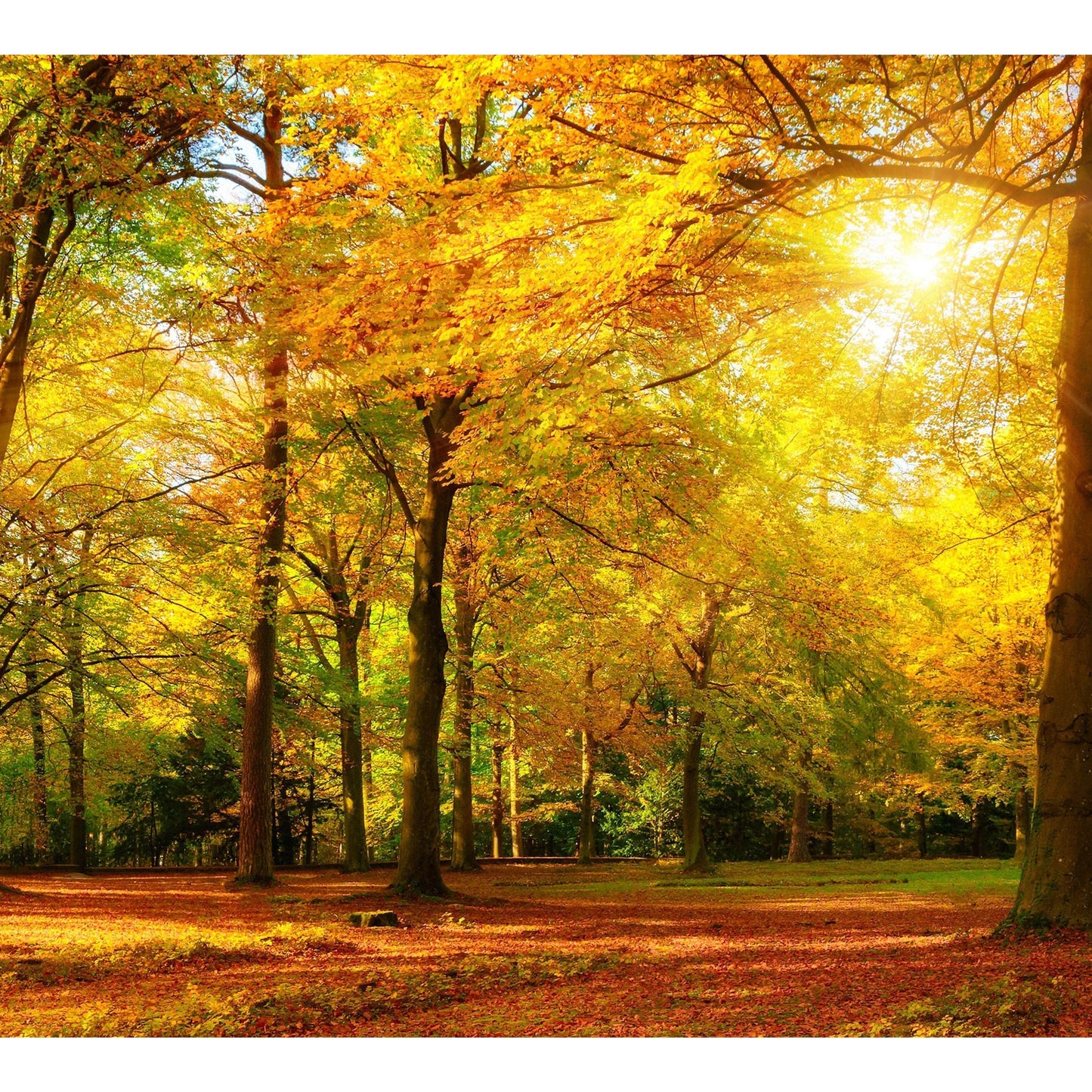 Autumn Landscape Large Wall Art №46 Ready to Hang Canvas Print - Zellart Canvas Prints ALL_Products, s-46
