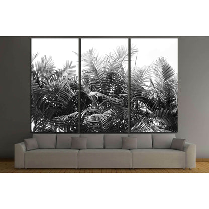 beautiful palms leaf on white background №3273 Ready to Hang Canvas Print - Zellart Canvas Prints ALL_Products, s-3273
