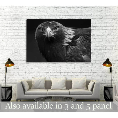black and white photo of a golden eagle in captivity in a zoo №2794 Ready to Hang Canvas Print - Zellart Canvas Prints ALL_Products, s-2794