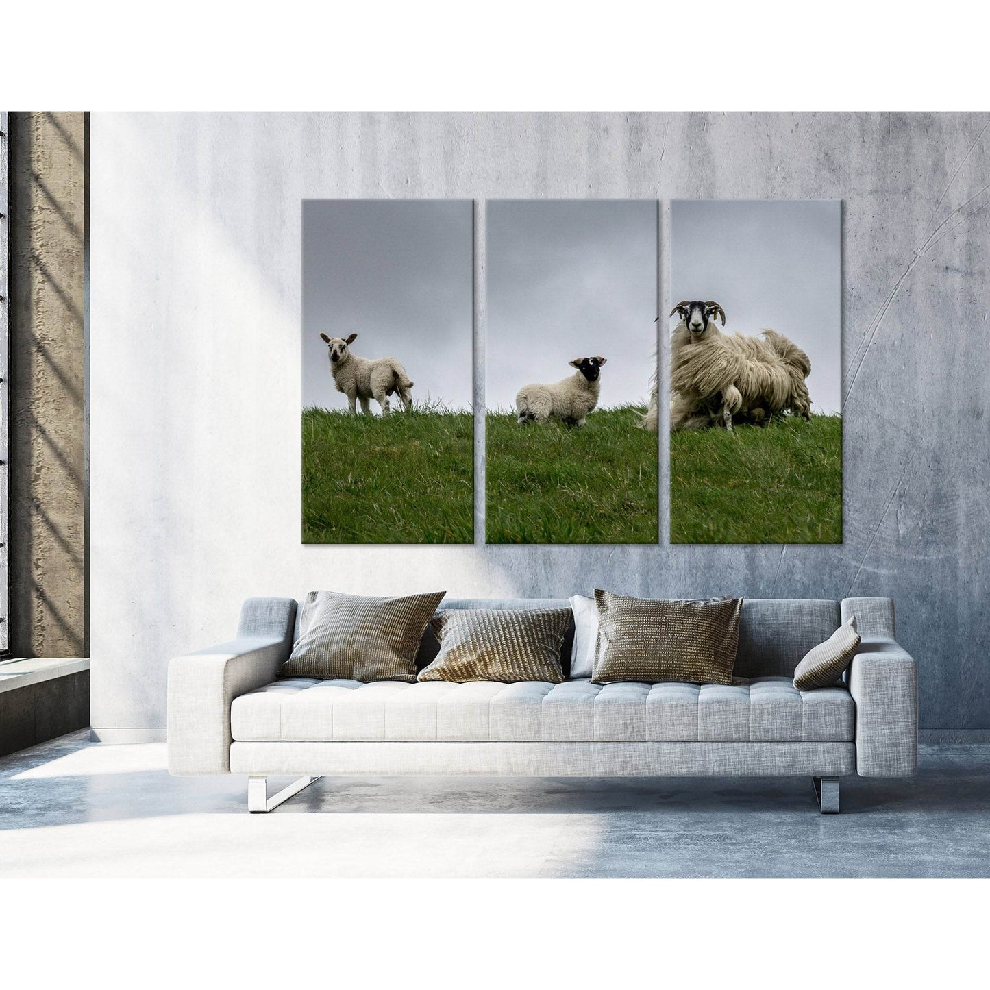 Black-face Sheeps In The Wind, Scotland №04236 Ready to Hang Canvas Print - Zellart Canvas Prints ALL_Products
