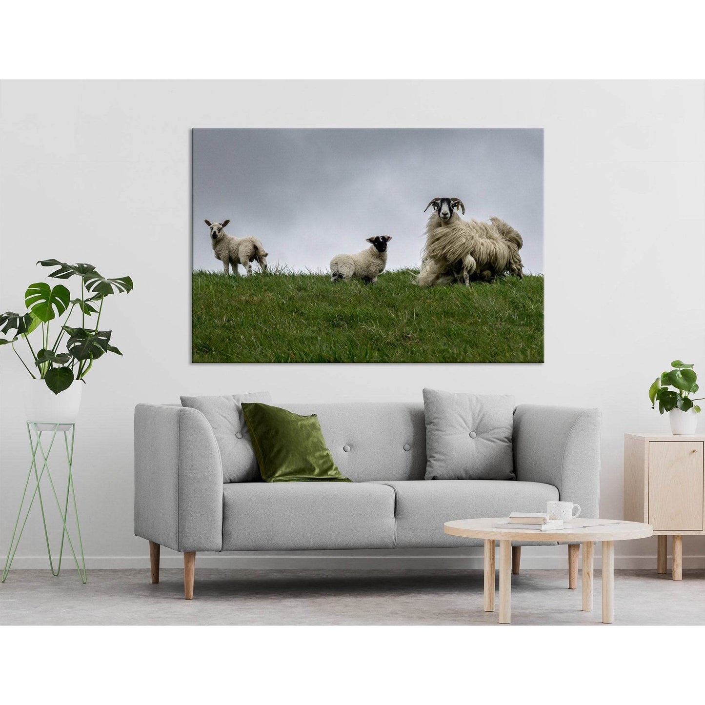 Black-face Sheeps In The Wind, Scotland №04236 Ready to Hang Canvas Print - Zellart Canvas Prints ALL_Products