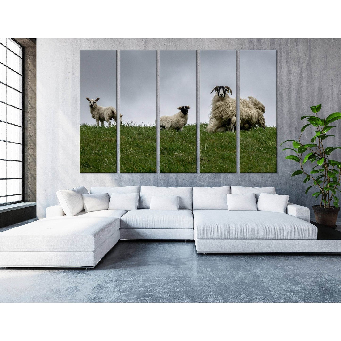 Black-face Sheeps In The Wind, Scotland №04236 Ready to Hang Canvas Print - Zellart Canvas Prints ALL_Products