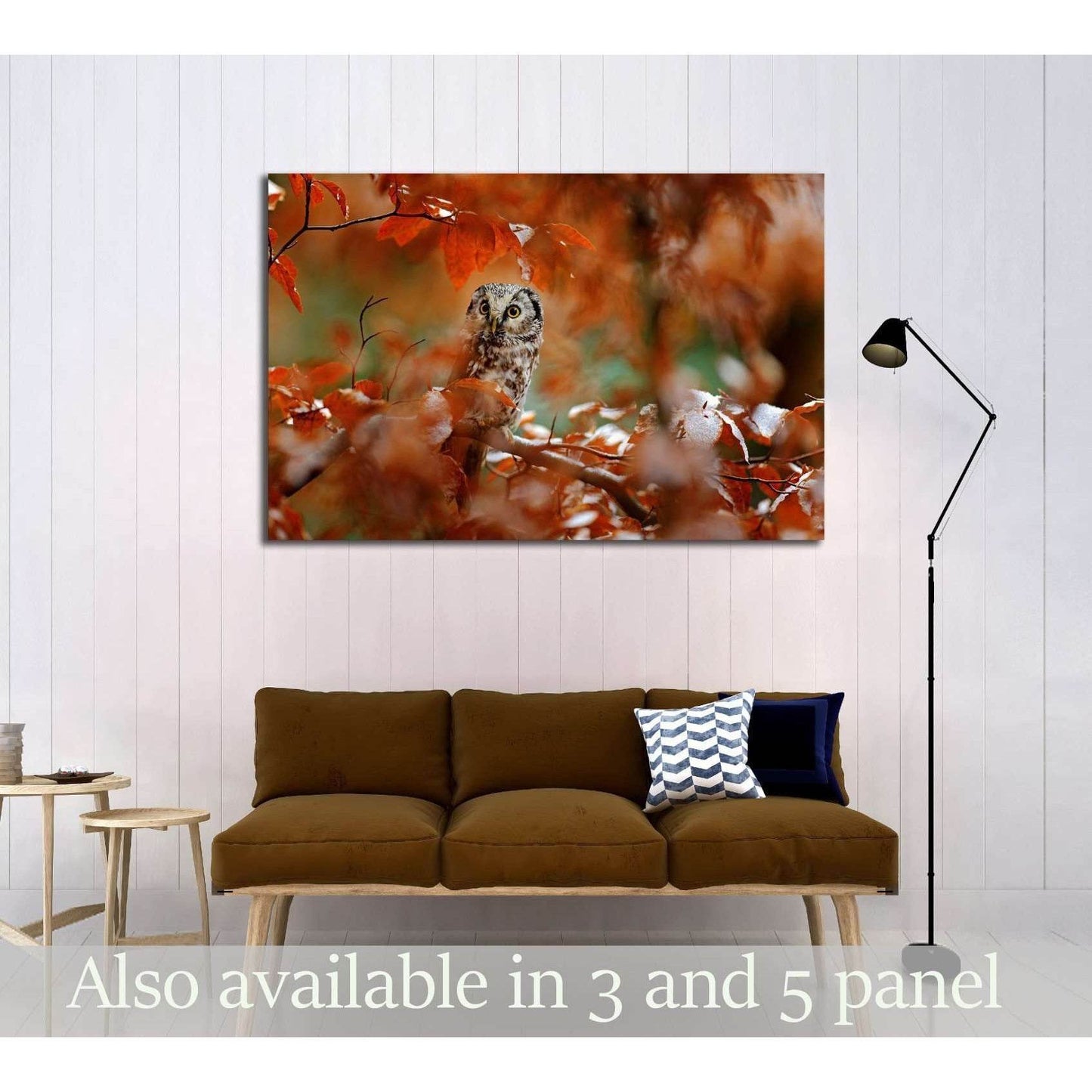 Boreal owl, Aegolius funereus, in the orange larch autumn forest in central Europe №2801 Ready to Hang Canvas Print - Zellart Canvas Prints ALL_Products, Owl, s-2801