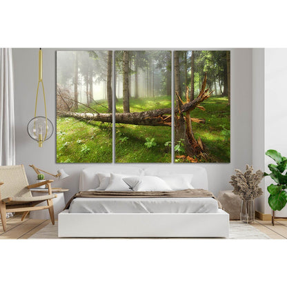 Broken Tree In The Forest №SL798 Ready to Hang Canvas Print - Zellart Canvas Prints 0new, ALL_Products, Trees Wall Art