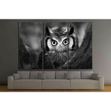 Close-up of a Whitefaced Owl №1842 Ready to Hang Canvas Print