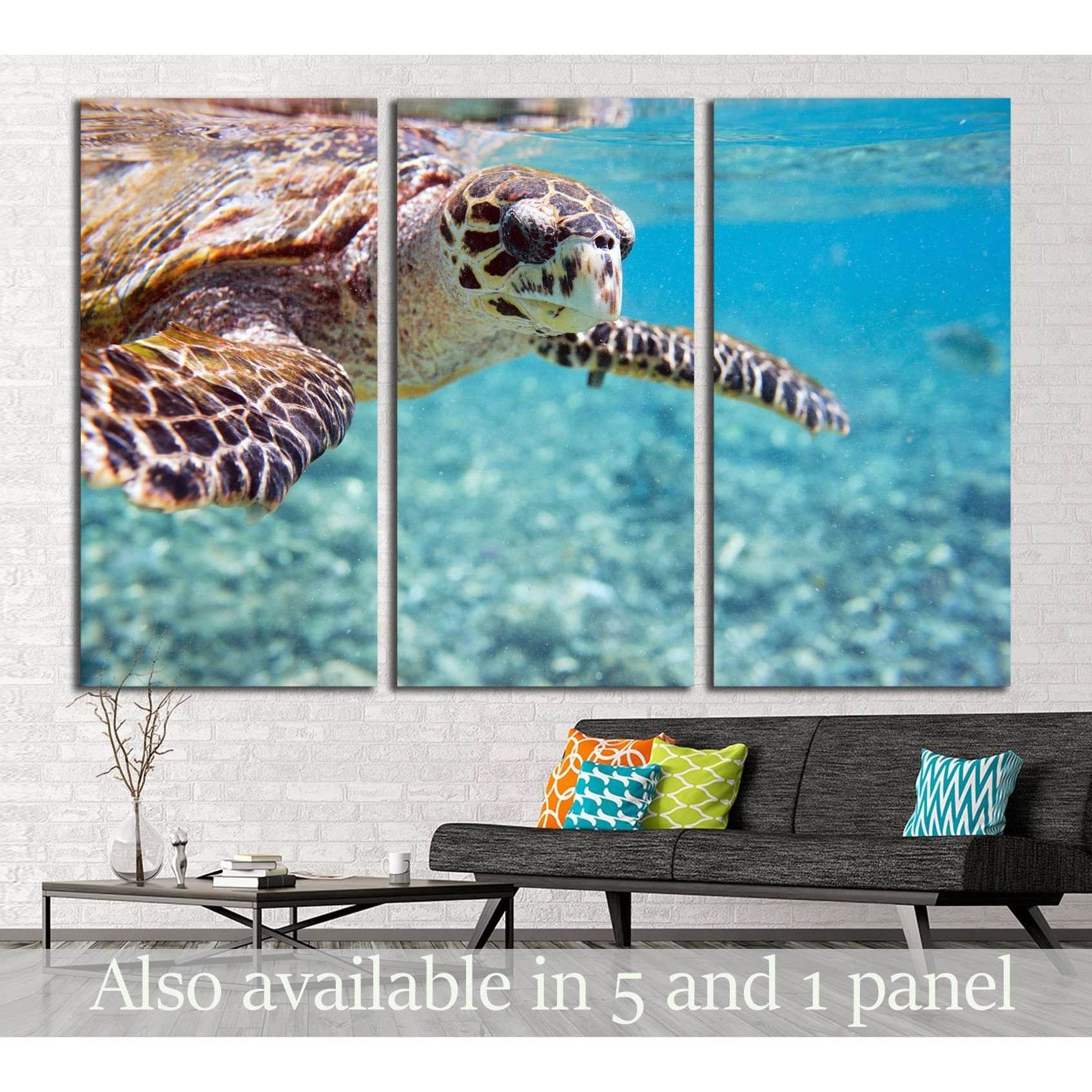 Close up of Hawksbill sea turtle swimming in Indian ocean in Seychelles №2337 Ready to Hang Canvas Print - Zellart Canvas Prints ALL_Products, s-2337
