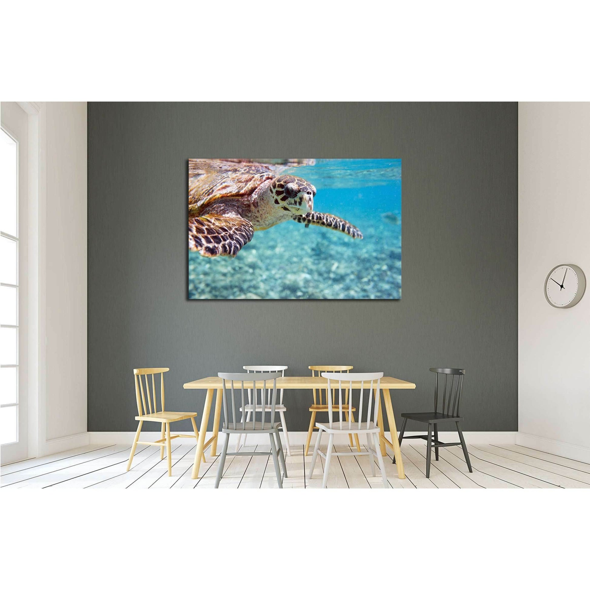 Close up of Hawksbill sea turtle swimming in Indian ocean in Seychelles №2337 Ready to Hang Canvas Print - Zellart Canvas Prints ALL_Products, s-2337