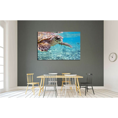 Close up of Hawksbill sea turtle swimming in Indian ocean in Seychelles №2337 Ready to Hang Canvas PrintCanvas art arrives ready to hang, with hanging accessories included and no additional framing required. Every canvas print is hand-crafted, made on-dem