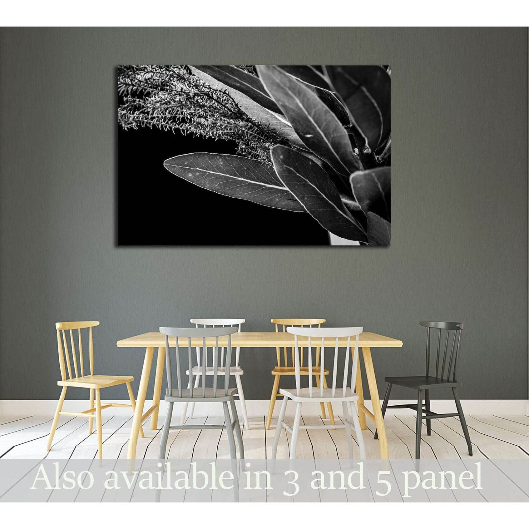 Close up of Protea (leaf) flowers №2827 Ready to Hang Canvas Print - Zellart Canvas Prints ALL_Products, s-2827