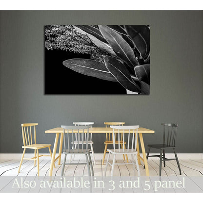 Close up of Protea (leaf) flowers №2827 Ready to Hang Canvas Print - Zellart Canvas Prints ALL_Products, s-2827