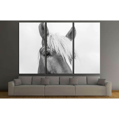 Closeup horse wall art №5007 - Zellart Canvas Prints ALL_Products, Horses, s-5007