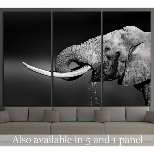 Elephant bull with large tusks in Addo National Park №1330 Ready to Hang Canvas Print - Zellart Canvas Prints ALL_Products, Elephant, s-1330