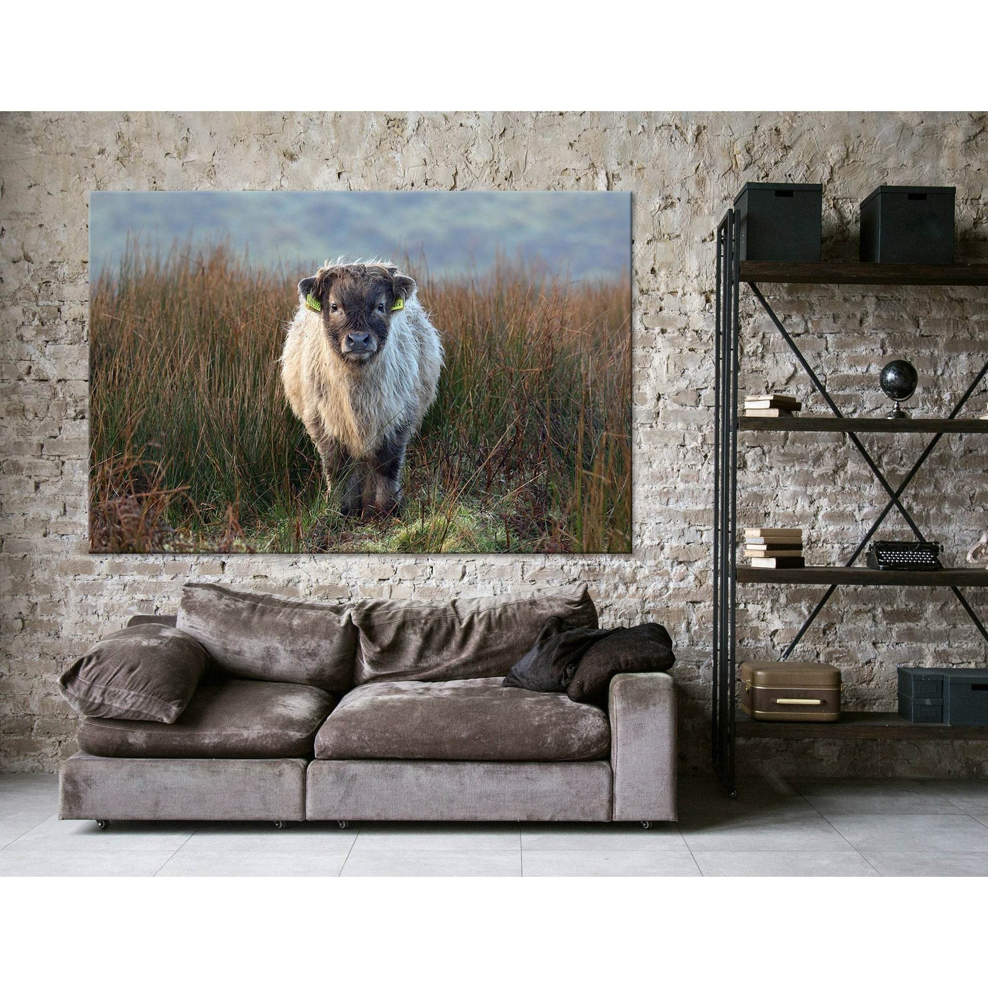 Highland Calf On The Field In Exmoor №04247 Ready to Hang Canvas Print - Zellart Canvas Prints ALL_Products