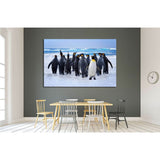 King Penguins heading to the water in the Falkland Islands №1845 Ready to Hang Canvas Print