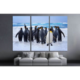 King Penguins heading to the water in the Falkland Islands №1845 Ready to Hang Canvas Print