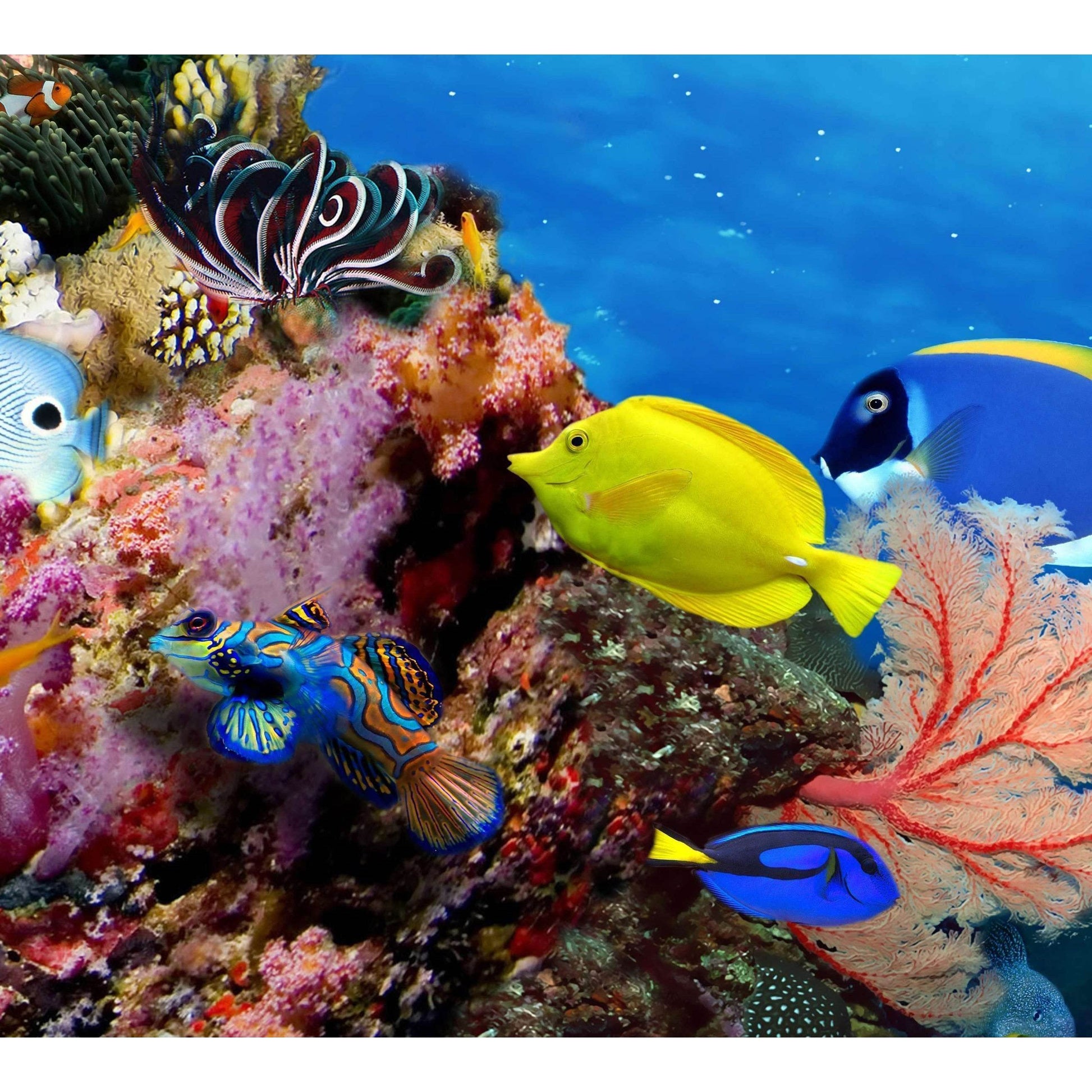 Large Panorama of marine species №56 Ready to Hang Canvas Print - Zellart Canvas Prints ALL_Products, s-56