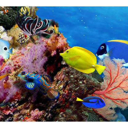 Large Panorama of marine species №56 Ready to Hang Canvas Print - Zellart Canvas Prints ALL_Products, s-56