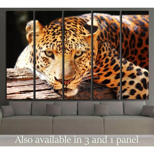 leopard panther resting relax on tree №2349 Ready to Hang Canvas Print - Zellart Canvas Prints ALL_Products, s-2349