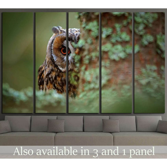 Long-eared Owl with big orange eyes behind larch tree trunk, Sweden №1861 Ready to Hang Canvas Print - Zellart Canvas Prints ALL_Products, Owl, s-1861