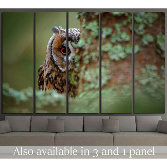 Long-eared Owl with big orange eyes behind larch tree trunk, Sweden №1861 Ready to Hang Canvas PrintCanvas art arrives ready to hang, with hanging accessories included and no additional framing required. Every canvas print is hand-crafted, made on-demand