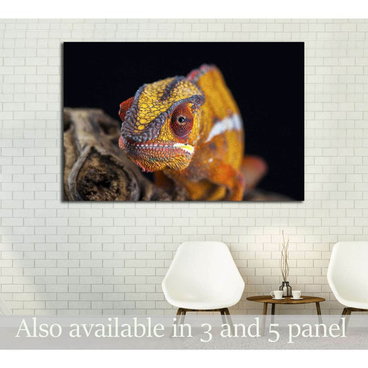 orange chameleon isolated on black background №3261 Ready to Hang Canvas Print - Zellart Canvas Prints ALL_Products, s-3261