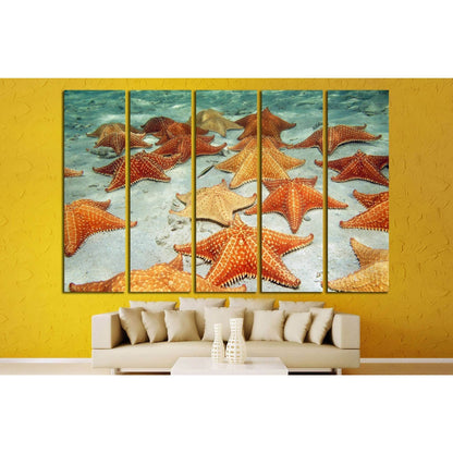 Plenty of cushion starfish on a sandy ocean floor №1395 Ready to Hang Canvas Print - Zellart Canvas Prints ALL_Products, s-1395
