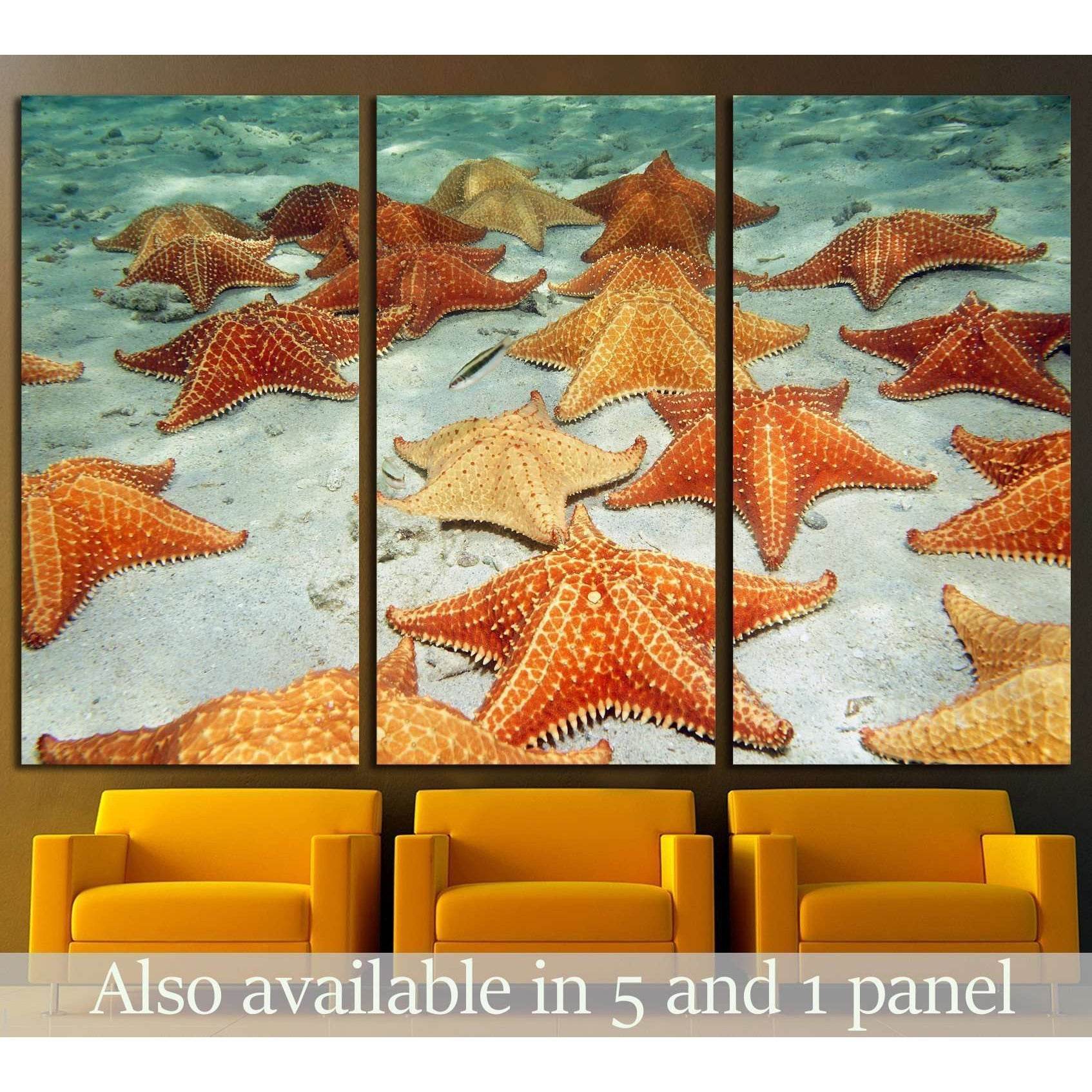 Plenty of cushion starfish on a sandy ocean floor №1395 Ready to Hang Canvas Print - Zellart Canvas Prints ALL_Products, s-1395