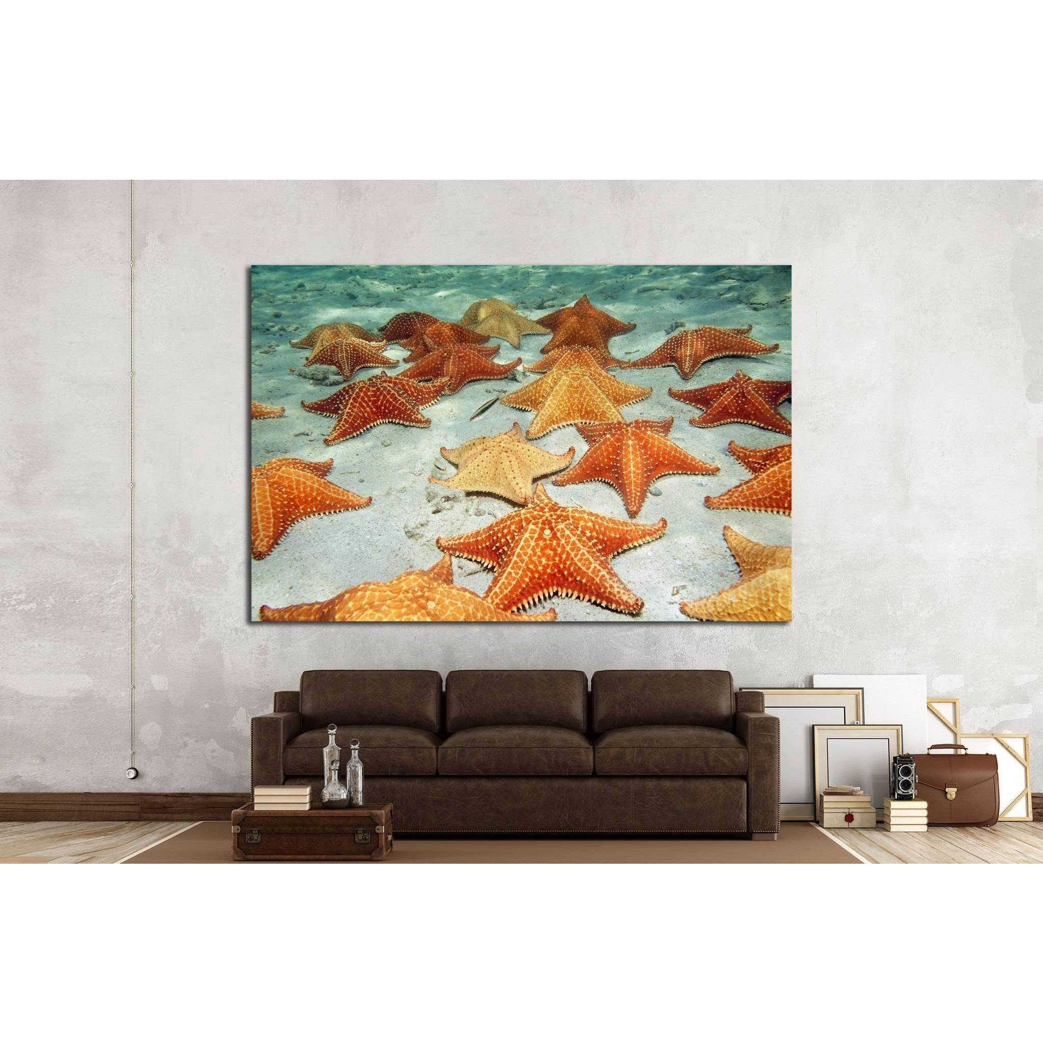 Plenty of cushion starfish on a sandy ocean floor №1395 Ready to Hang Canvas Print