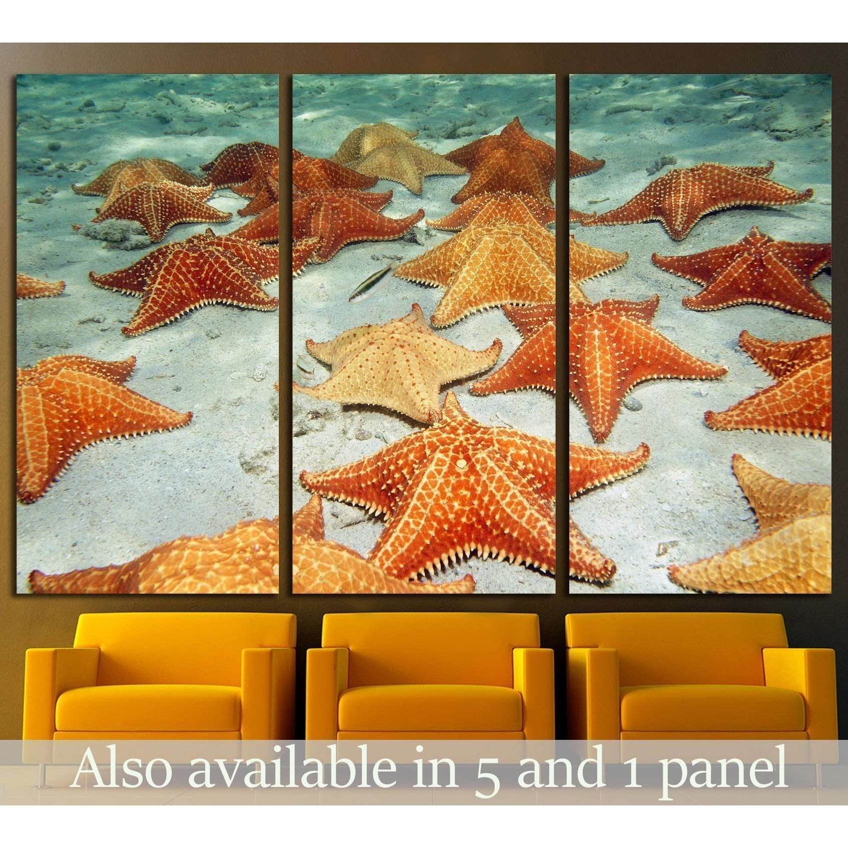Plenty of cushion starfish on a sandy ocean floor №1395 Ready to Hang Canvas Print