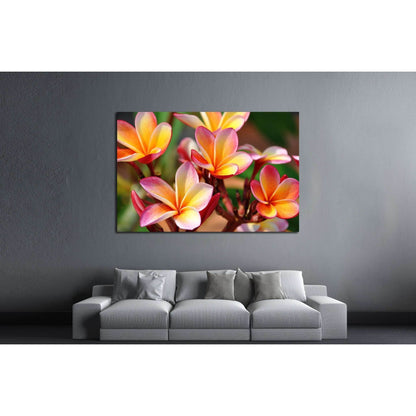 Plumeria. Beautiful pink inflorescence. №2556 Ready to Hang Canvas PrintCanvas art arrives ready to hang, with hanging accessories included and no additional framing required. Every canvas print is hand-crafted, made on-demand at our workshop and expertly