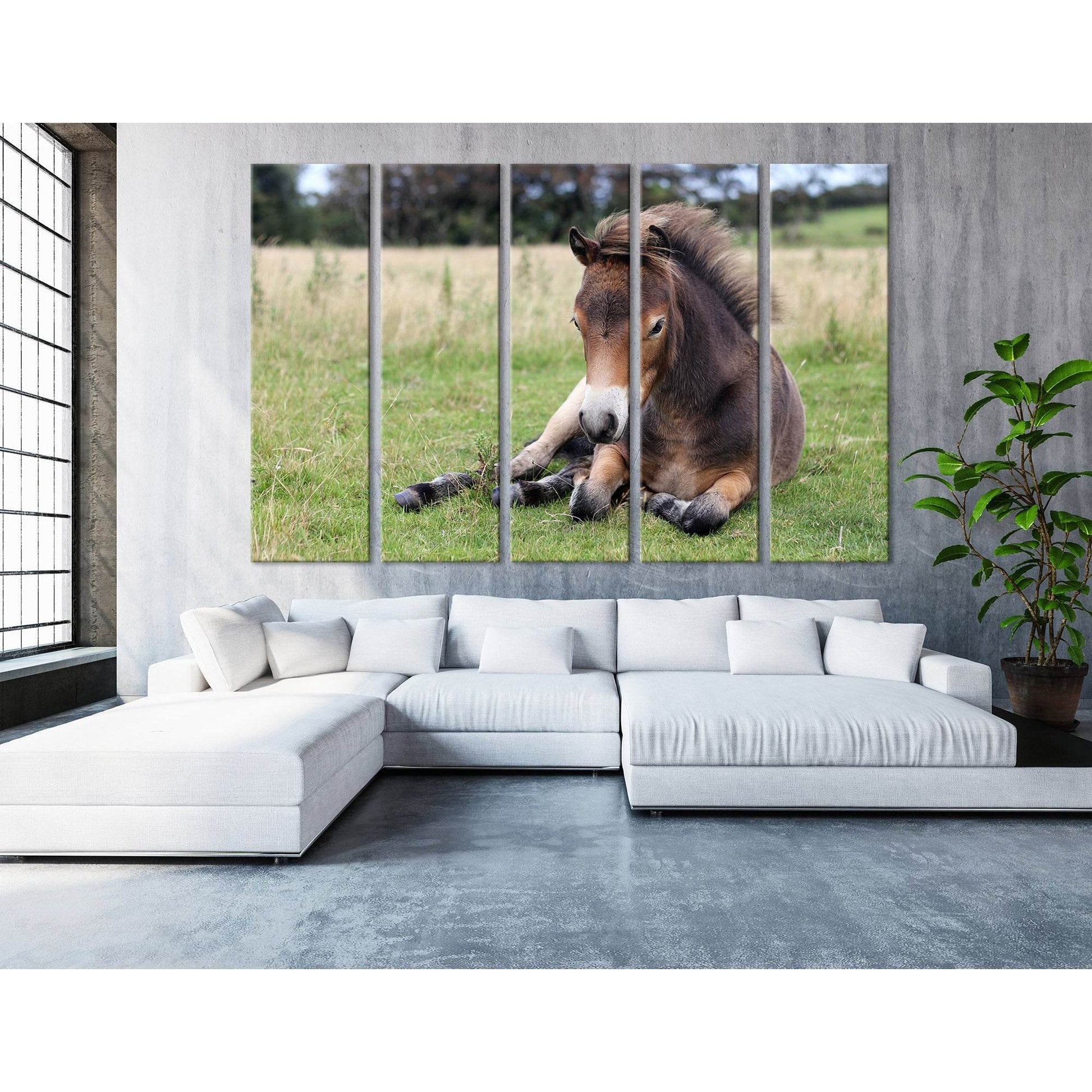 Pony Lying On The Grass In Exmoor №04246 Ready to Hang Canvas Print - Zellart Canvas Prints ALL_Products