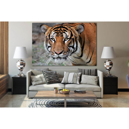 Portrait Of A Tiger №SL1009 Ready to Hang Canvas Print - Zellart Canvas Prints 0new, ALL_Products, Animals & Wildlife, Tiger