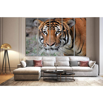 Portrait Of A Tiger №SL1009 Ready to Hang Canvas Print - Zellart Canvas Prints 0new, ALL_Products, Animals & Wildlife, Tiger