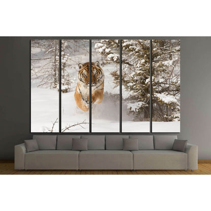 Rare Siberian Tiger running in snow between trees №2344 Ready to Hang Canvas Print - Zellart Canvas Prints ALL_Products, s-2344, Tiger