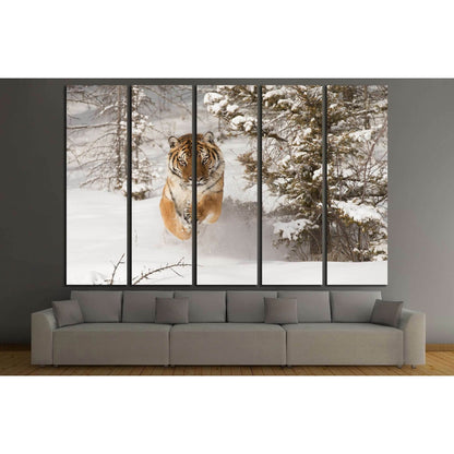 Rare Siberian Tiger running in snow between trees №2344 Ready to Hang Canvas PrintCanvas art arrives ready to hang, with hanging accessories included and no additional framing required. Every canvas print is hand-crafted, made on-demand at our workshop an