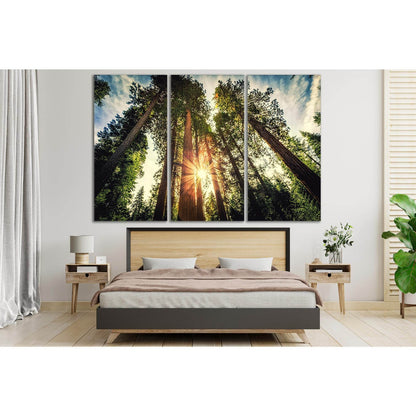 Tall Forest Sequoias №SL523 Ready to Hang Canvas Print - Zellart Canvas Prints 0new, ALL_Products, Trees Wall Art