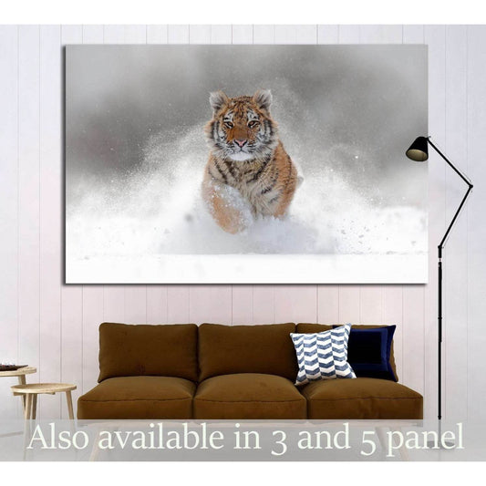 Tiger in wild winter nature. Amur tiger running in the snow №1831 Ready to Hang Canvas Print - Zellart Canvas Prints ALL_Products, s-1831, Tiger