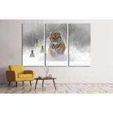 Tiger in wild winter nature. Amur tiger running in the snow №1831 Ready to Hang Canvas Print