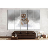 Tiger in wild winter nature. Amur tiger running in the snow №1831 Ready to Hang Canvas Print