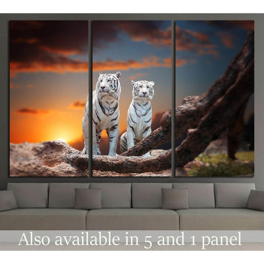 two white tiger sitting on a rock and watching the sunset №2362 Ready to Hang Canvas Print - Zellart Canvas Prints ALL_Products, s-2362, Tiger