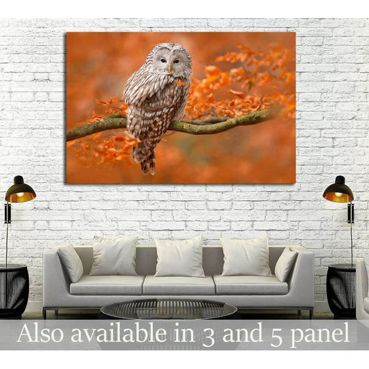 Ural Owl, Strix uralensis, sitting on tree branch, Sweden №1857 Ready to Hang Canvas Print - Zellart Canvas Prints ALL_Products, Owl, s-1857
